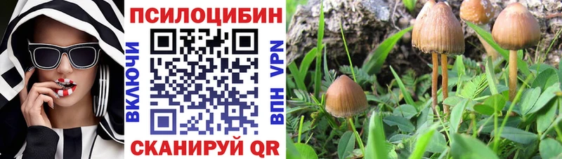 Галлюциногенные грибы Psilocybe  Вязники 